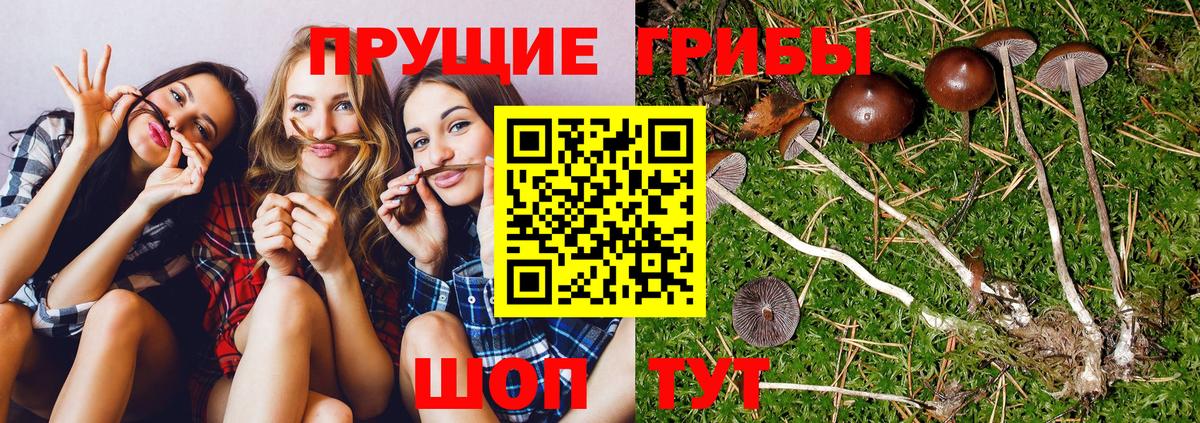 Псилоцибиновые грибы Magic Shrooms Апрелевка